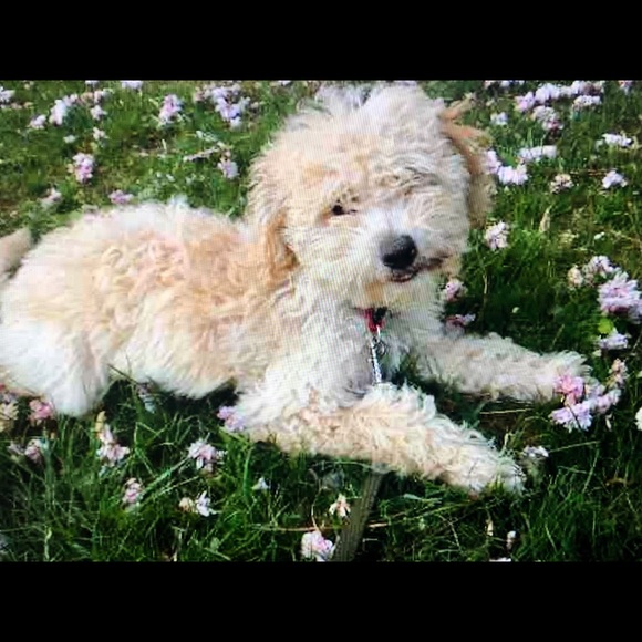 Meet your Posher, Rae - Picture 1 of 2